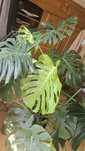 Monstera deliciosa matură 

Vând Monstera de