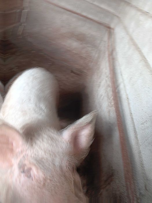 Продавам  прасета