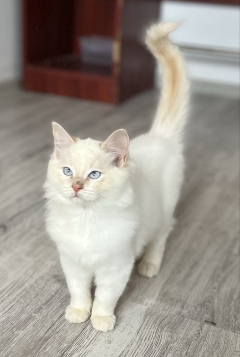 Băiețel Ragdoll Cream Point
