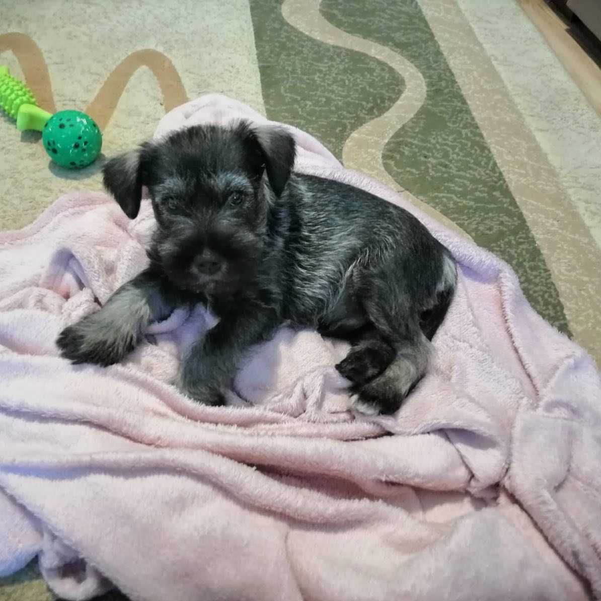 Pui Schnauzer Pitic