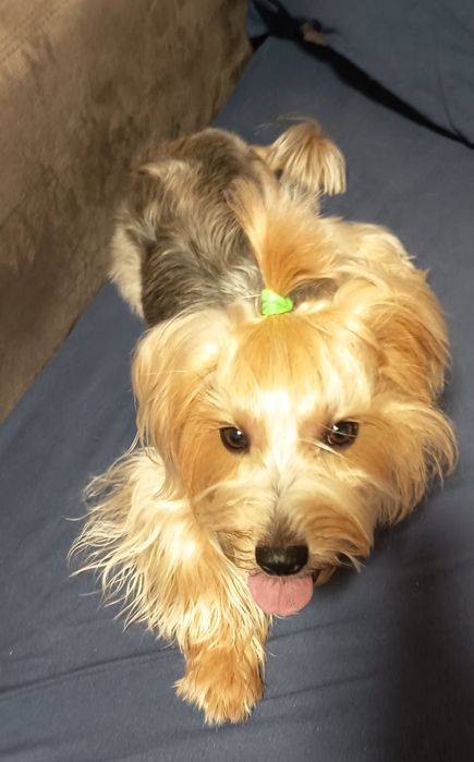 Cățelușa Yorkshire 2ani,CLEO,cu pașaport,microcip