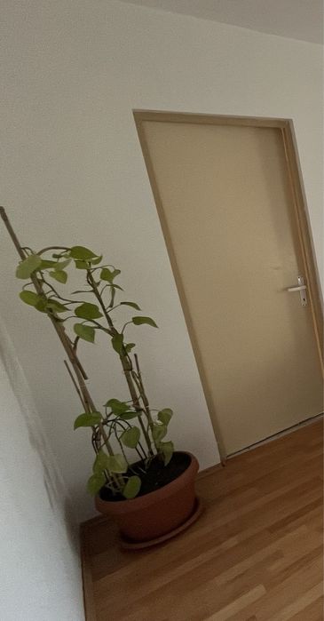 Vand urgent ghiveci cu iedera