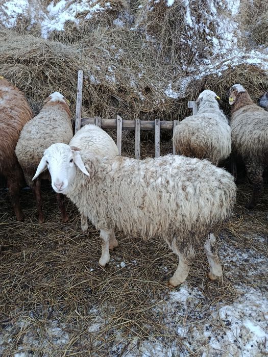 Тоқты сатамын семіз..