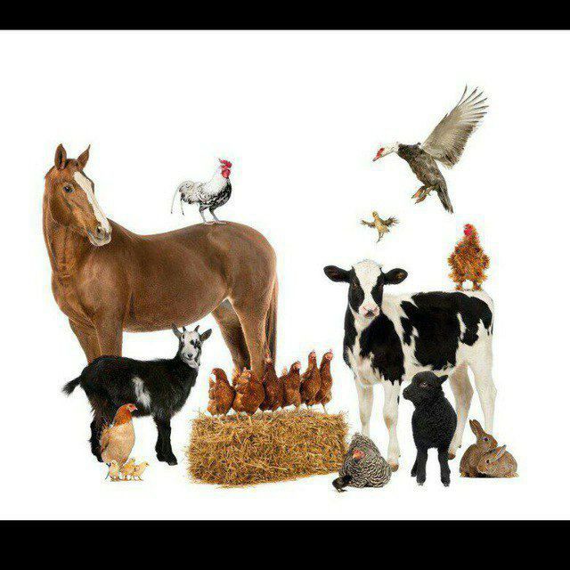 Veterinar doctor