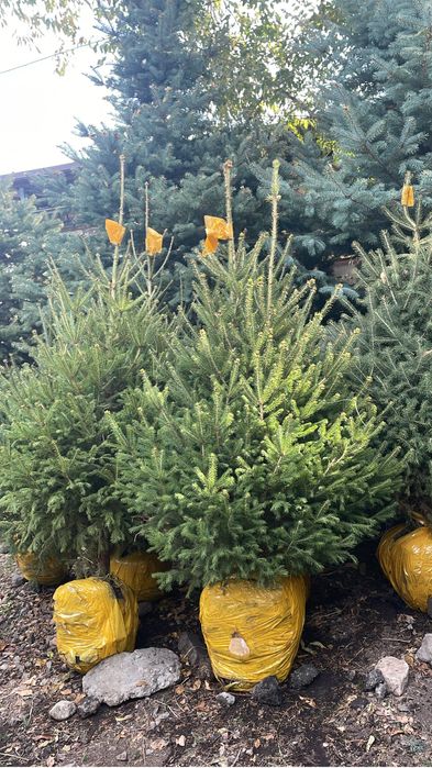 Ель зеленая ель живая на продаже европеика сибирка тянь- шанка шренка