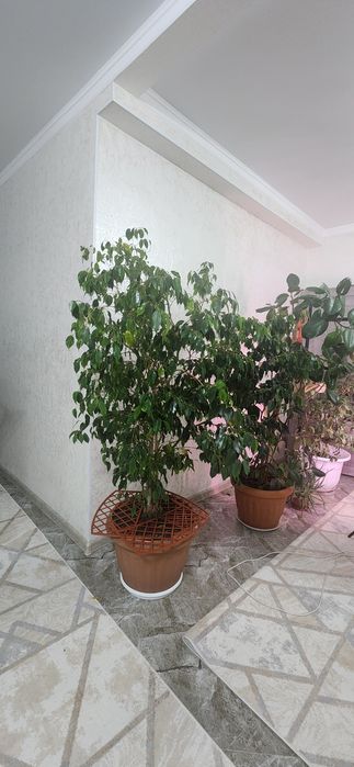 Продам цветы (фикусы)