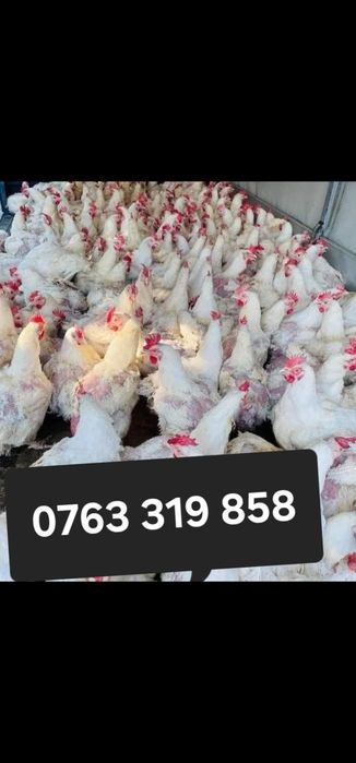 Gaini albe RASA GREA