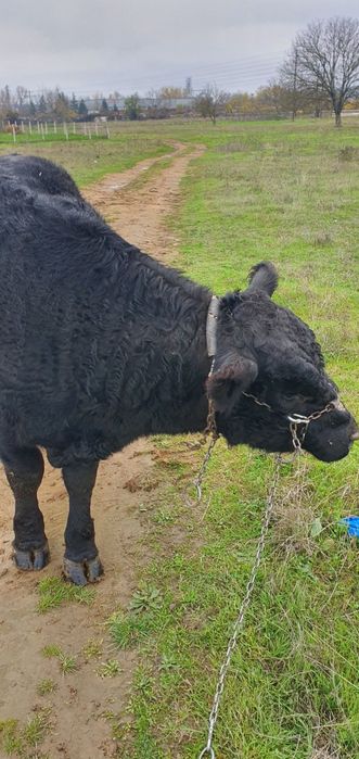 Абърдийн   ангус