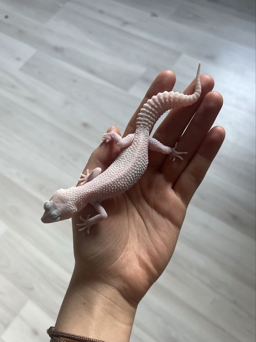 Эублефар самец С СИНРОМОМ ЭНИГМЫ 1 степени