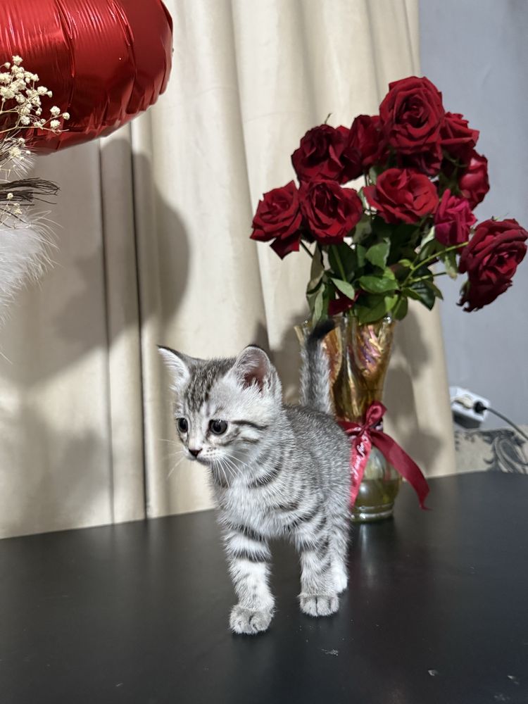Котята шотланские