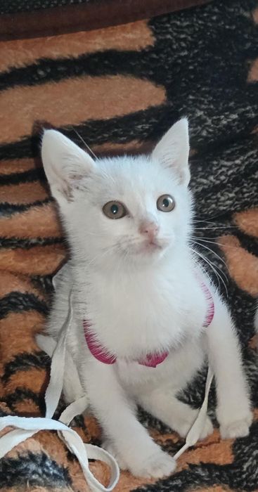 Pisică albă  de adoptat