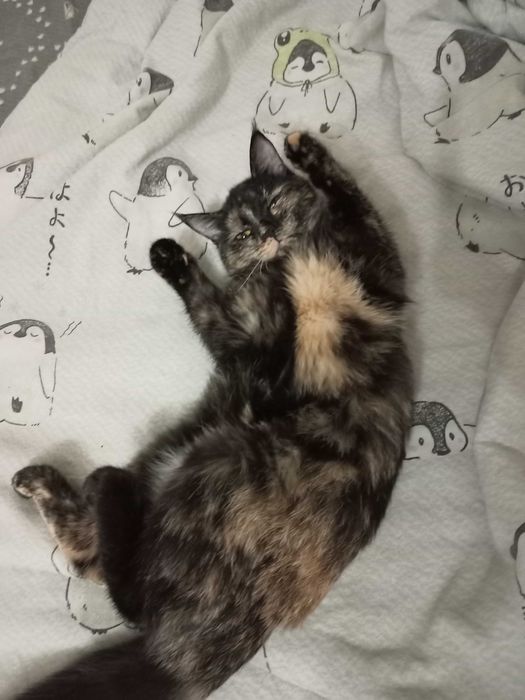 Привитая Кошечка ищет дом