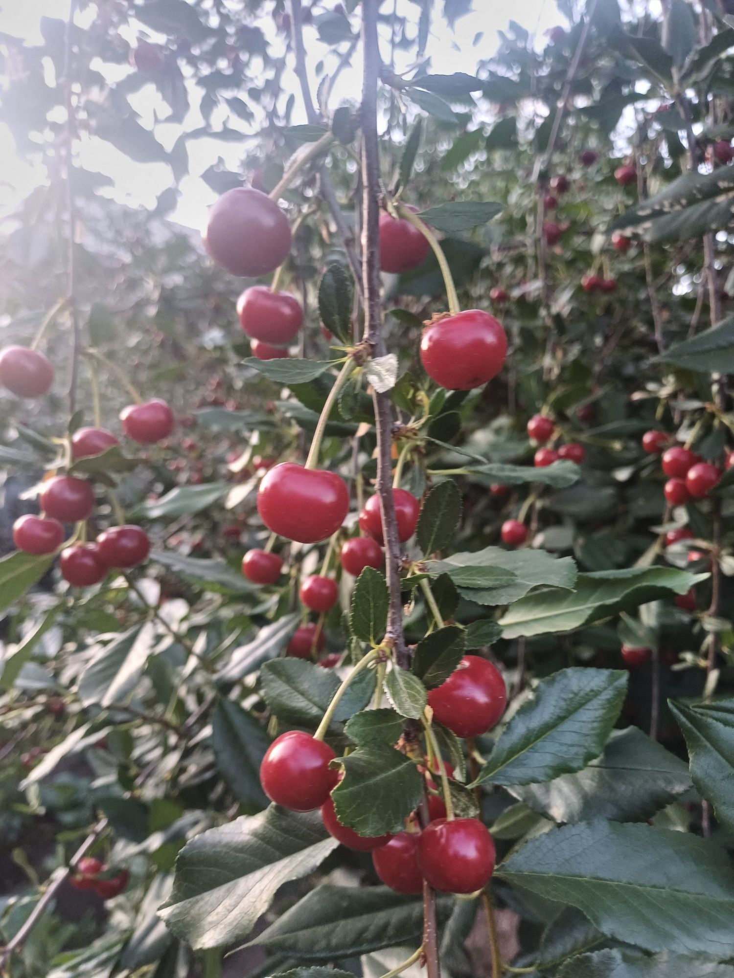 Продам крупную вишню