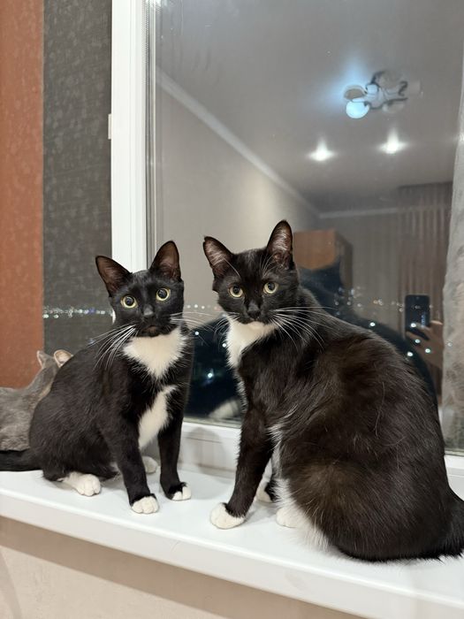 Пристраиваю кота