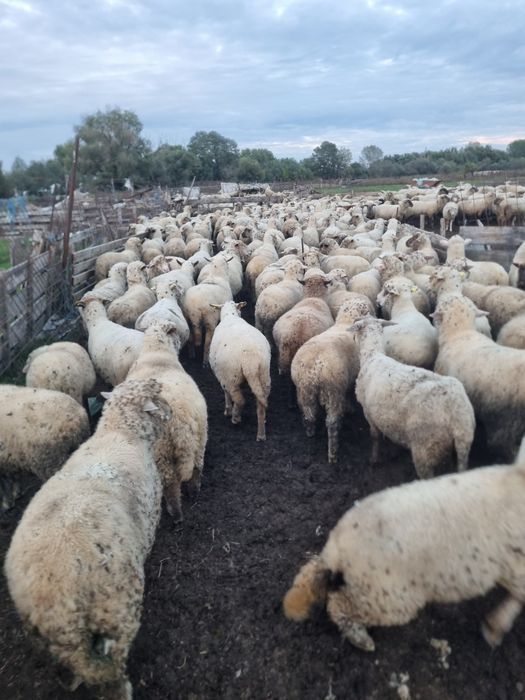 Vand oi 700 lei judet Tulcea