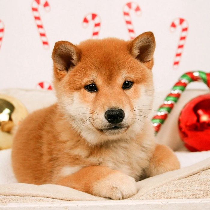 Профессиональный питомник