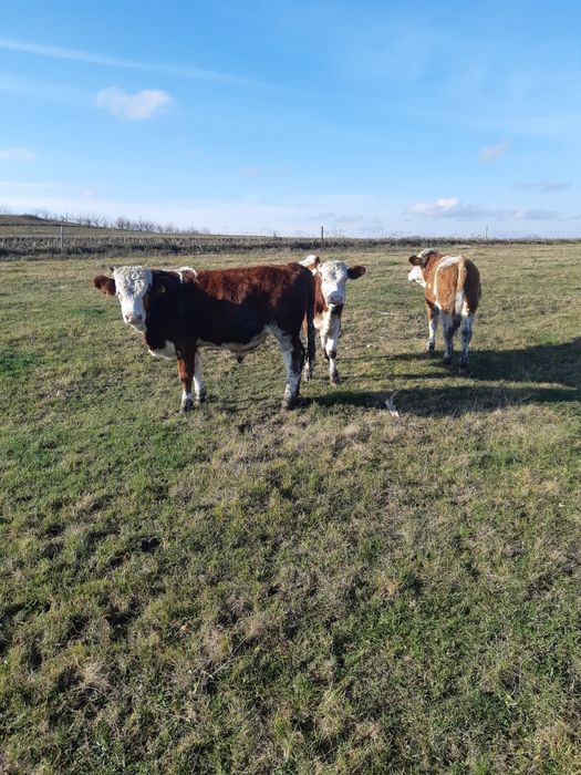 Vand 6 taurasi baltati