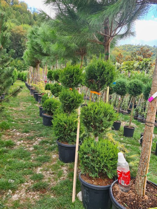 Tuia Leyilandii la ghiveci Plante si Copacii ornamentalii