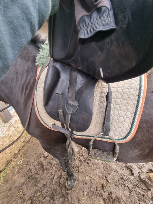 Șa pentru echitatie (dresaj )