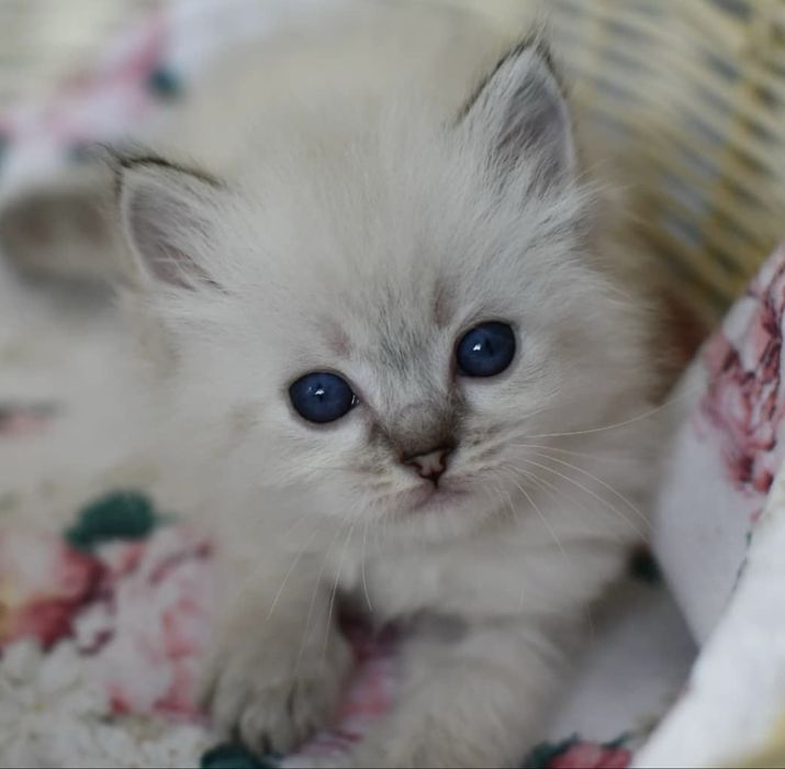Ragdoll superb 1000 lei