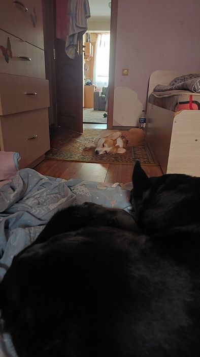 Передержка. В гостях у кинолога!