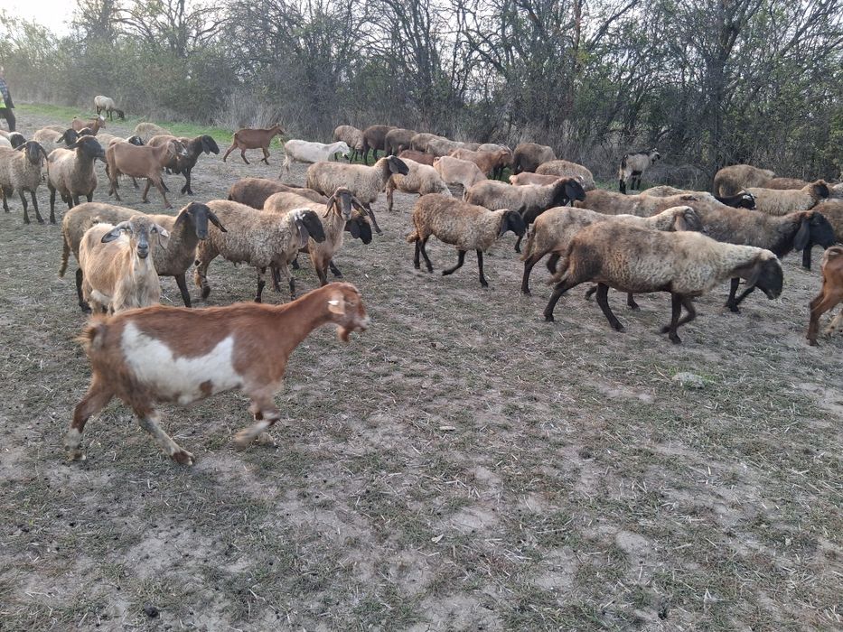 Vând 10 oi si 10 capre!