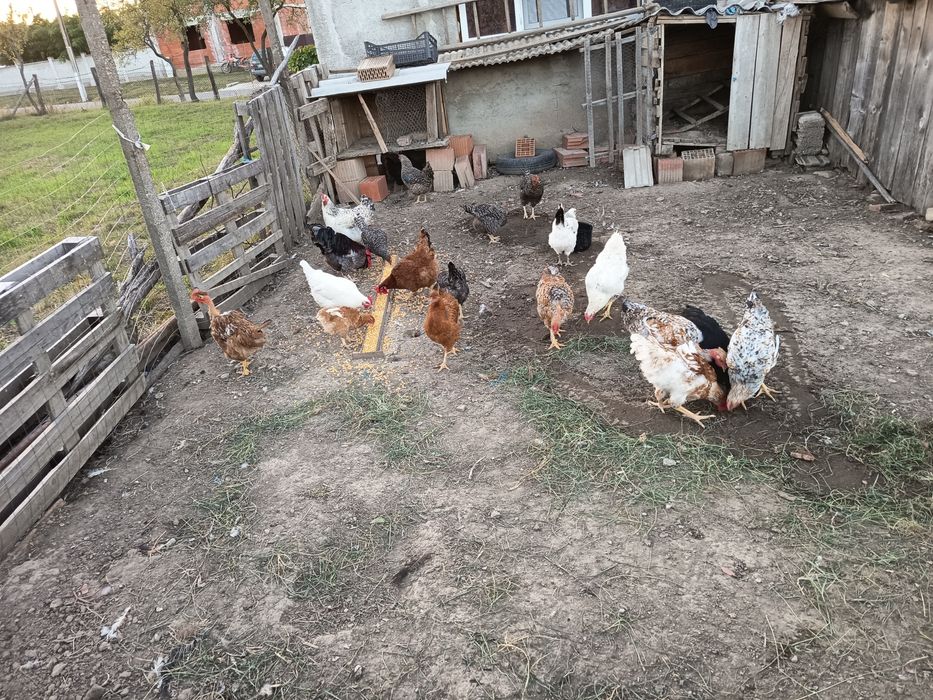 De vânzare găini de țară