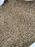 Triticale, grau, ovaz