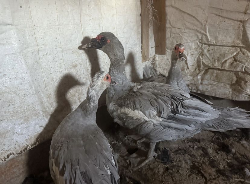 Лаванда индоутка