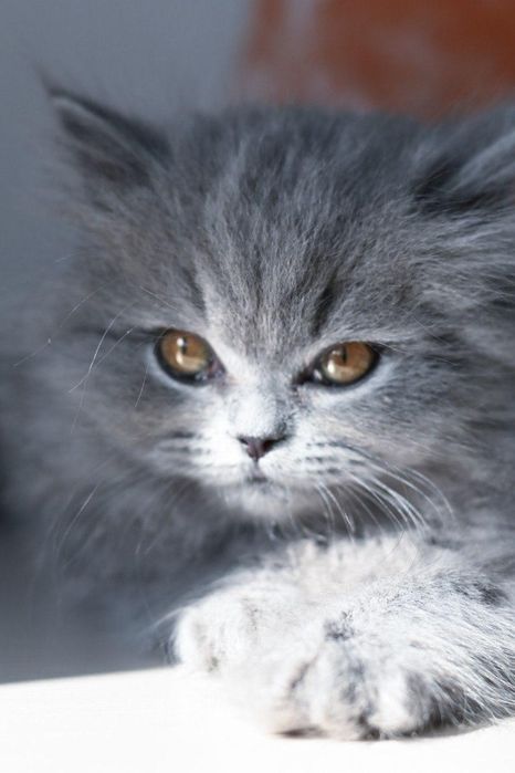 Британский длинношерстный котёнок голубого окраса