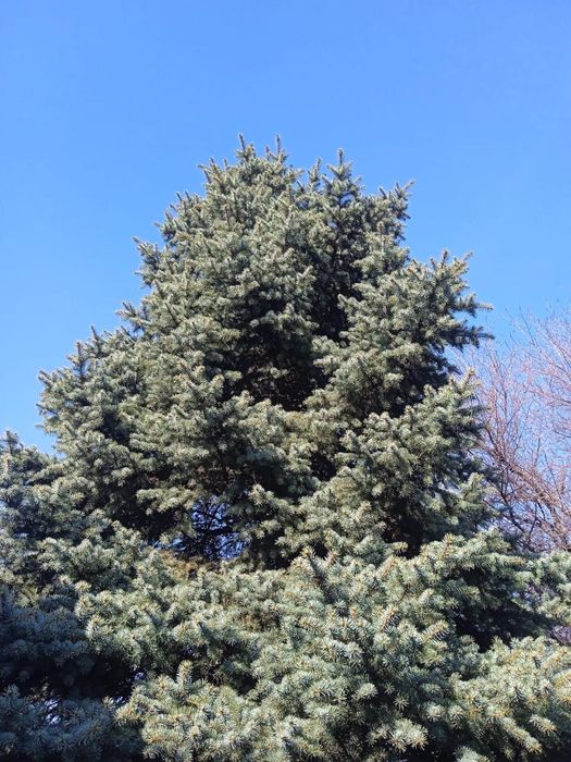 Продается Ёлки пышные длинные, хороший формы