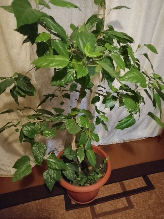 Продам цветок китайская роза