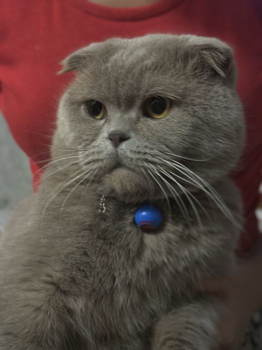 Соглом   вяска угил мушу