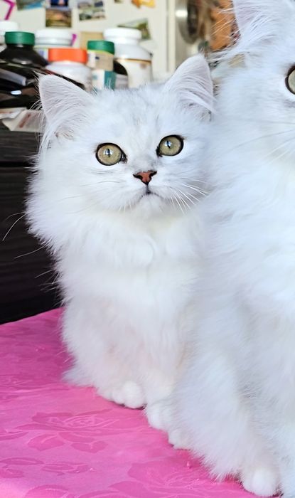 Дългокосмести котенца