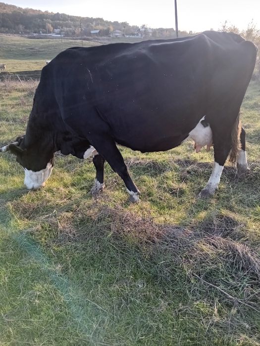 Vând vaca bună de lapte