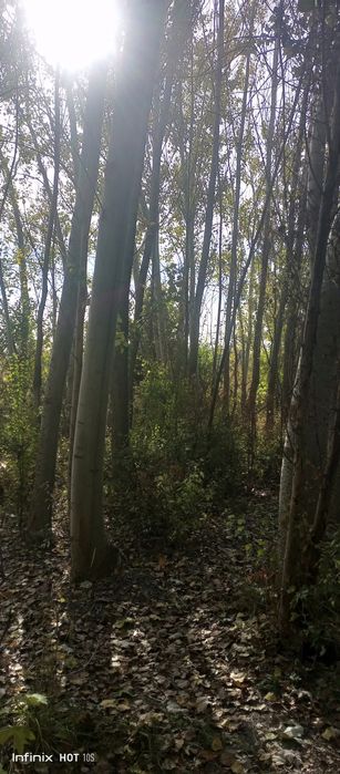 Kuk terak Kaliforniya Bolor yogʻoch va strapilalik boʻladigan teraklar