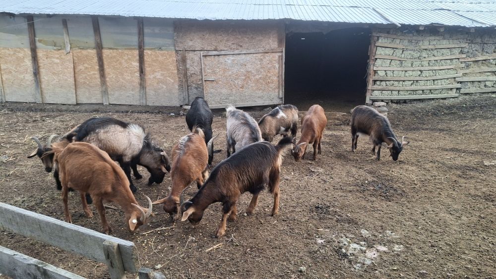 Vând 10 capre si doi tapi