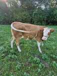 Vaca (juninca) de vânzare!