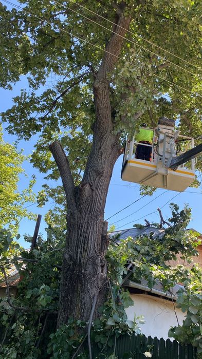 Toaletare/Fasonare/Tăieri Arbori/Alpinism Utilitar/Defrișări/Rapid.