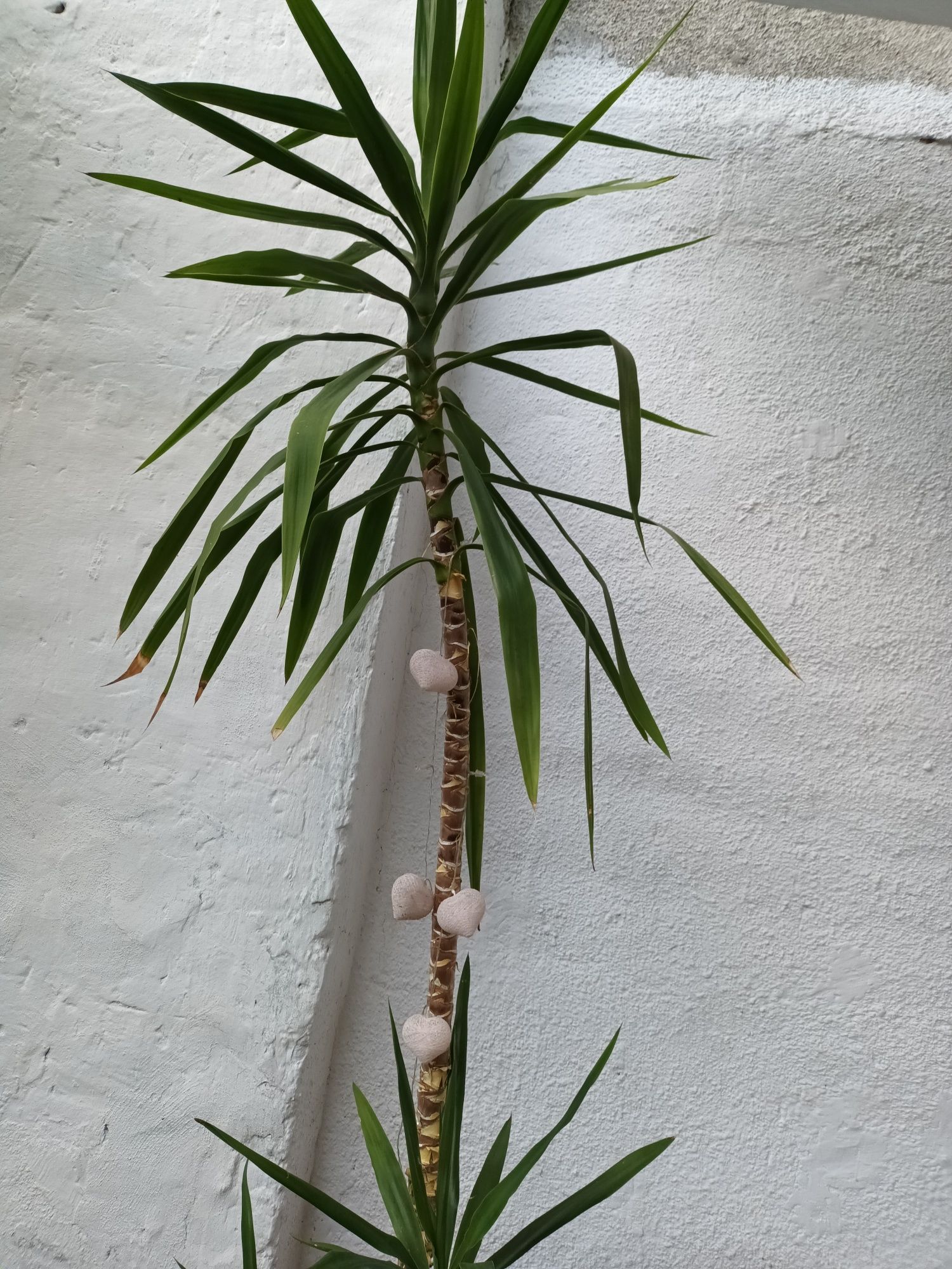 Planta ornamentala tip palmier