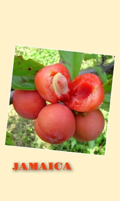Prun (Soiul Jamaica )