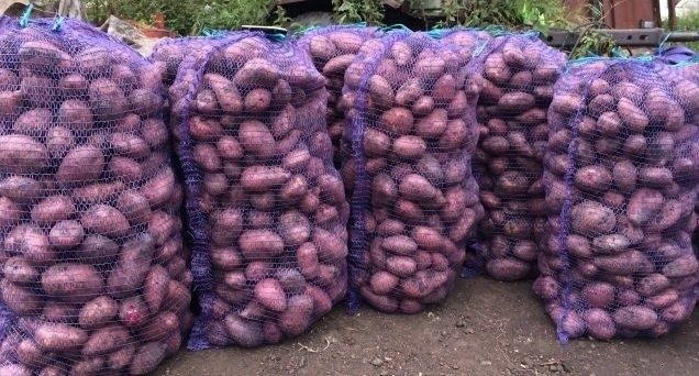 Продам картошку крупная домашняя