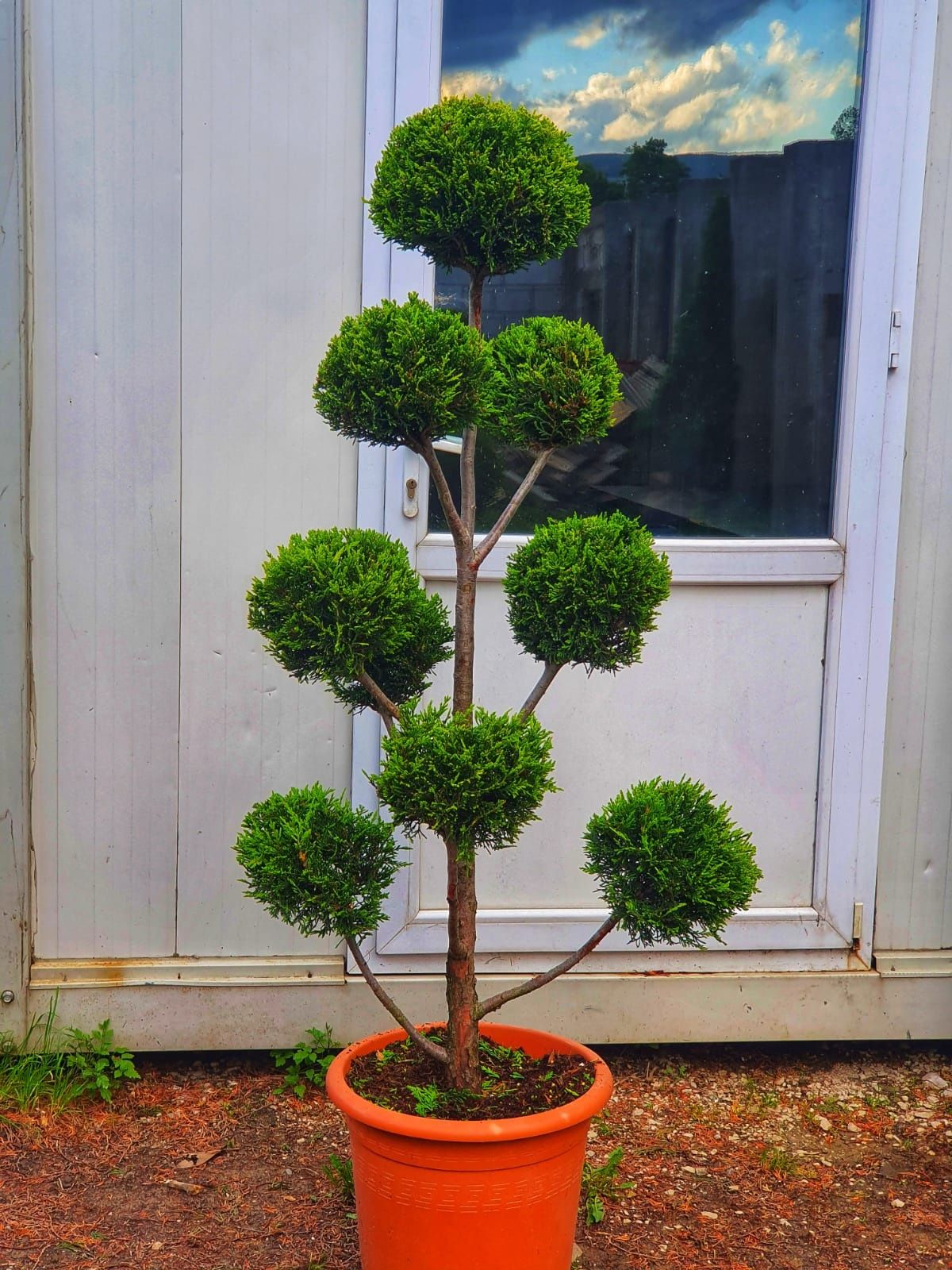 Plante ornamentale pentru curte si gradina