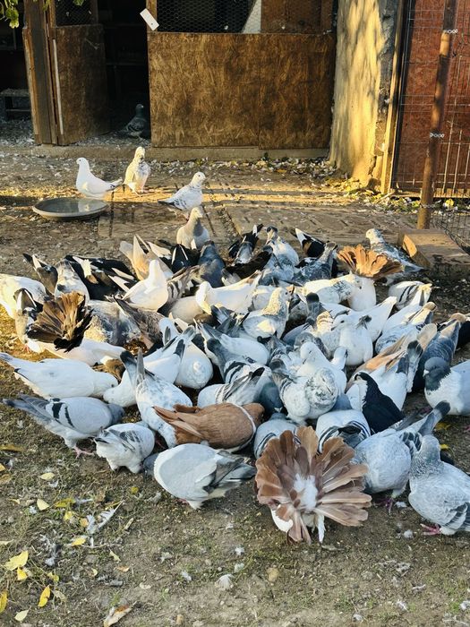 Porumbei standard si galateni