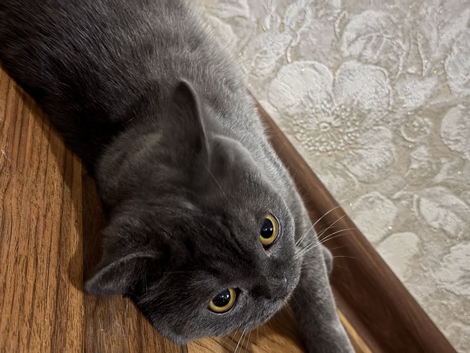 Кошка годовалая с мягкой шерсткой