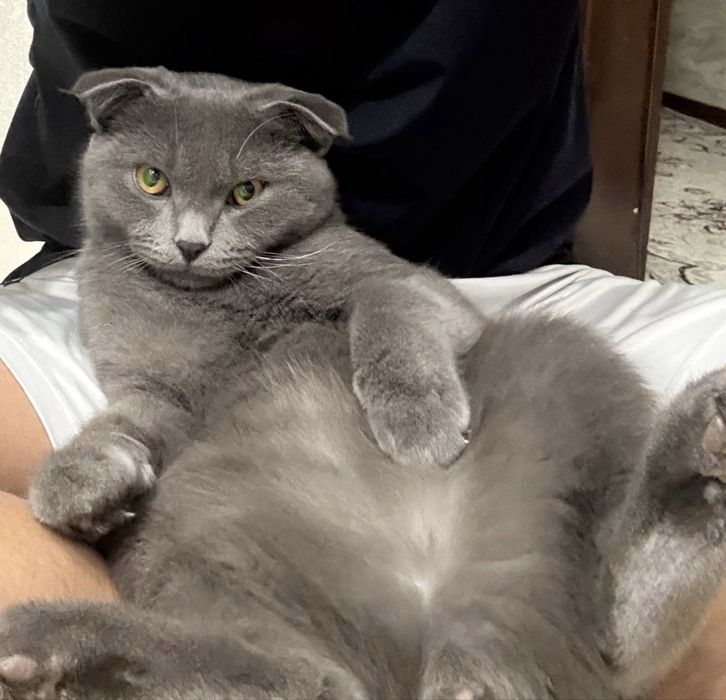 Scottish fold mushuk sotiladi 6oylik erkak