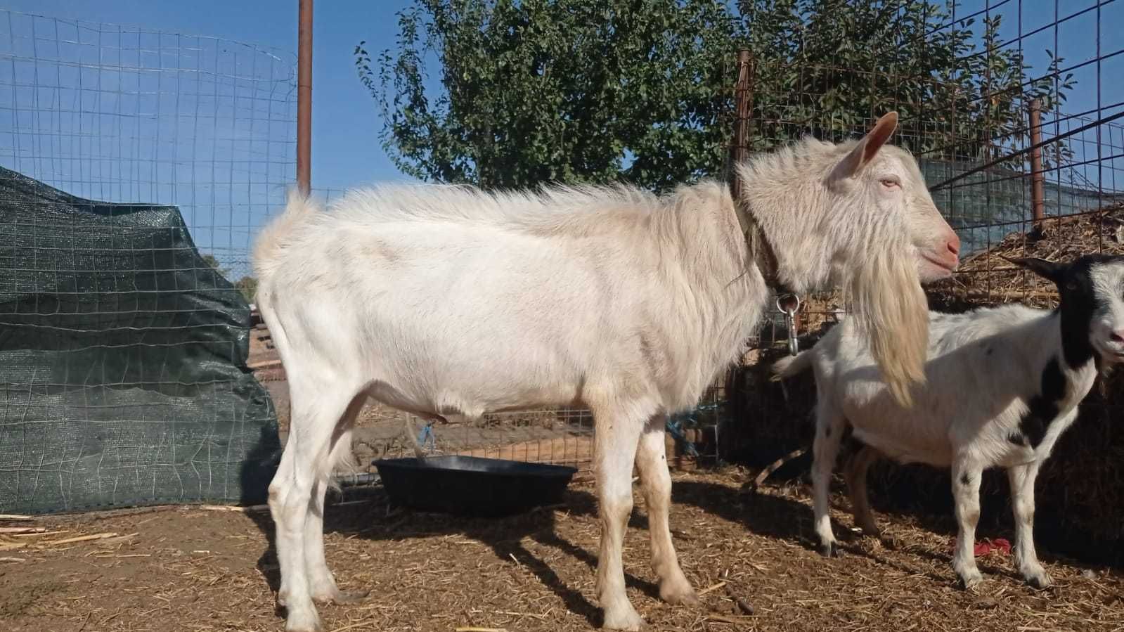 Capra Anglo-Nubiană și Țapi Anglo-Nubian, Boer, Saanen