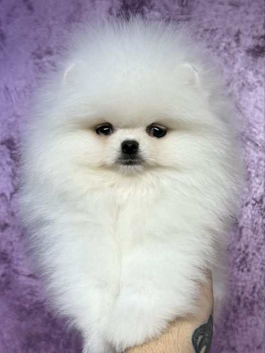 Pomeranian ALB !