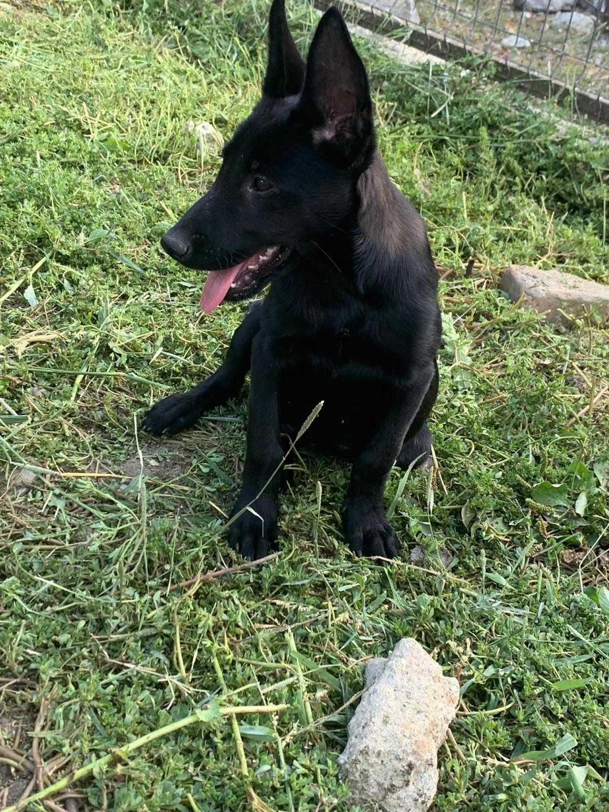 Femala Ciobanesc Belgian Malinois