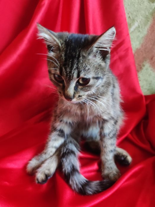 Котёнок 4,5месяцев , девочка